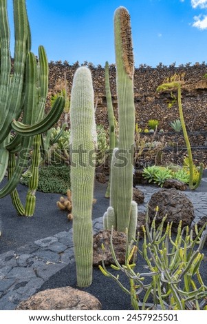 Picture of a very large and long cactus in front of a bright blue sky in the cactus garden Jardin de Cactus in Guatiza, Lanzarote, Canary Islands, Spain