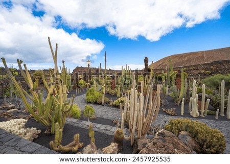 Panoramic picture on a beautiful spring day in front of a bright blue sky from the cactus garden Jardin de Cactus in Guatiza, Lanzarote, Canary Islands, Spain