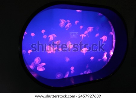Singapore, Asia - 09 14 2011 : Underwater photo view of marine animal in water aquarium giant fish tank with pink jelly fish fishes swimming swim in blue water circle frame window