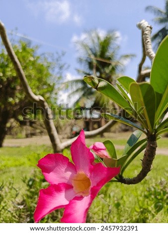 Adenium or semboja is a group of plants in the genus Plumeria.  The shape is a small tree with sparse but thick leaves.  The fragrant flowers are very distinctive, with a white to purplish red crown,  Royalty-Free Stock Photo #2457932391