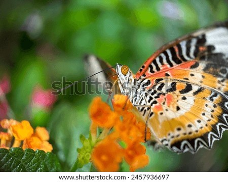 Up close, a red lacewing butterfly is spreading its wings
