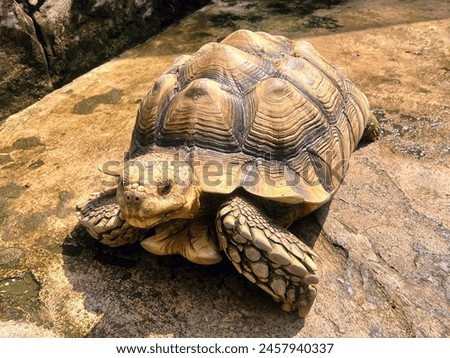 a photography of a turtle on a rock in a zoo.