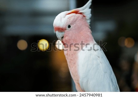 A close up photo of a Pink Cockatoo resting on tree branch seen at Dubai's Green Planet. This bio-dome in Dubai attracts several visitors and travellers, families with young children. 