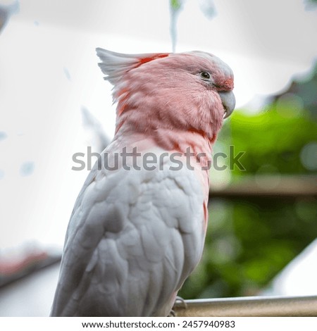 A close up photo of a Pink Cockatoo resting on tree branch seen at Dubai's Green Planet. This bio-dome in Dubai attracts several visitors and travellers, families with young children. 