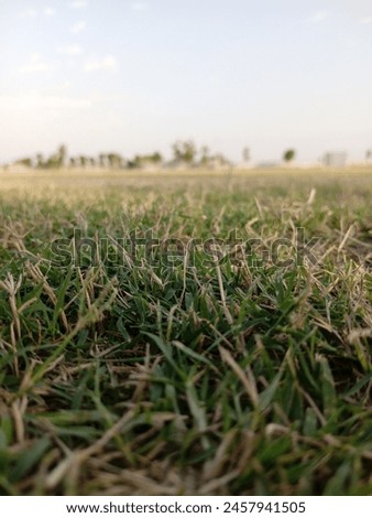 green grass blur background garden picture close pic 