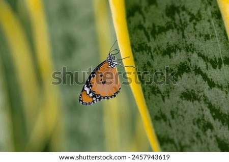 Danaus chrysippus butterfly on a sansevieria plant Royalty-Free Stock Photo #2457943619