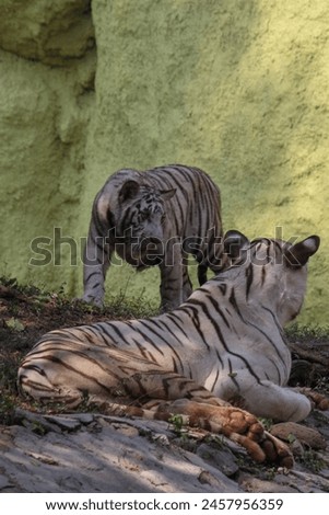 White Tiger, zoo, nature, wildlife, photography, forest, beautyfull