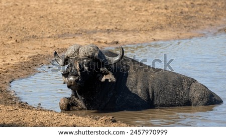 red billed oxpeckers on a buffalo relaxing in the waterhole