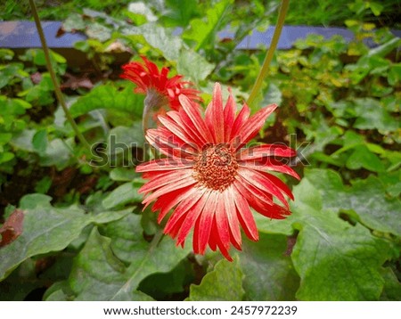 The portrait photo of red flower in green garden. 