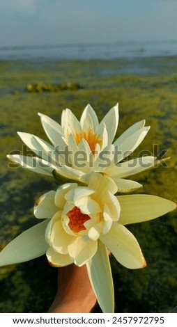In this picture, a pristine white water lily graces the tranquil waters of a serene lake. The delicate petals of the water lily, gleaming in white, create a stunning contrast against the lake.