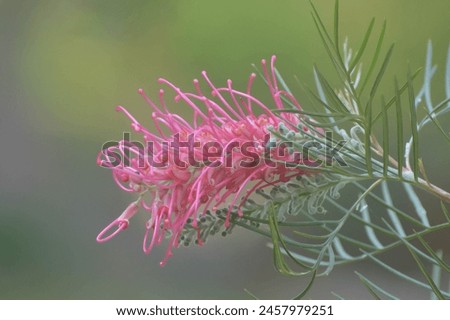 Greviilea commonly known as spider flower, they are popular evergreen shrubs and trees from Australia.