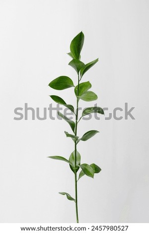 Twig of ruscus with green leaves on a white background. High quality photo