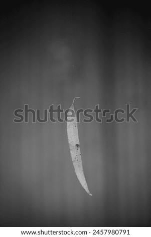 High quality black and white photo of dead leaf