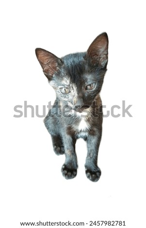 A close-up photo of a black cat standing with a sharp gaze, set against a clean white background.