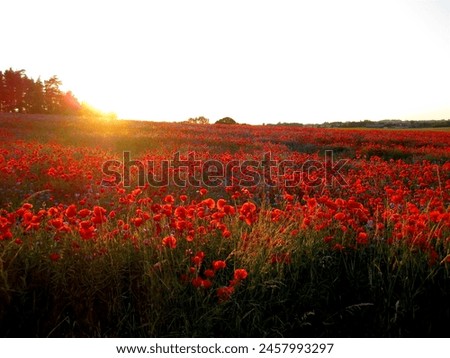 The sunset colors poppies and makes them redder