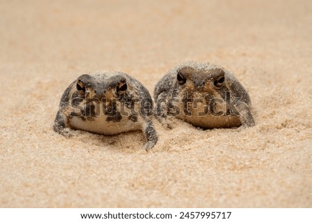 The Desert Rain Frog, Web-footed Rain Frog, or Boulenger's Short-headed Frog (Breviceps macrops) is a species of frog found in Namibia and South Africa. Royalty-Free Stock Photo #2457995717