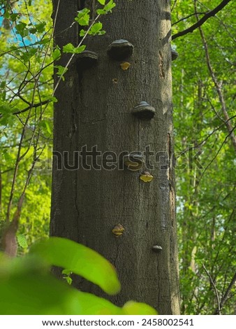 Conks or Tree fungus are shelf-like fungal growths on trees Royalty-Free Stock Photo #2458002541