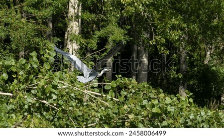 a heron (ardeidae) hunting on a river bank Royalty-Free Stock Photo #2458006499