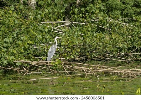 a heron (ardeidae) hunting on a river bank Royalty-Free Stock Photo #2458006501