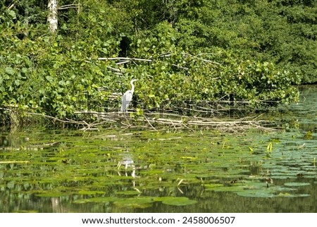 a heron (ardeidae) hunting on a river bank Royalty-Free Stock Photo #2458006507