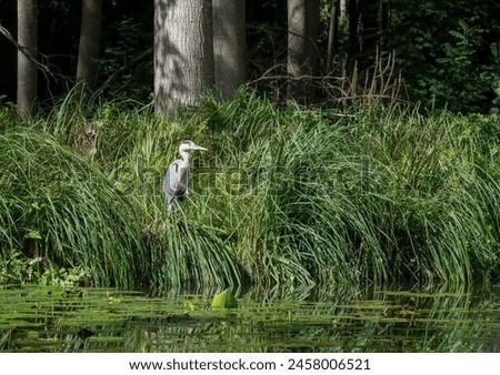 a heron (ardeidae) hunting on a river bank Royalty-Free Stock Photo #2458006521