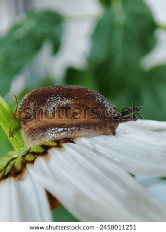 a snail without a shell crawls on a white chamomile