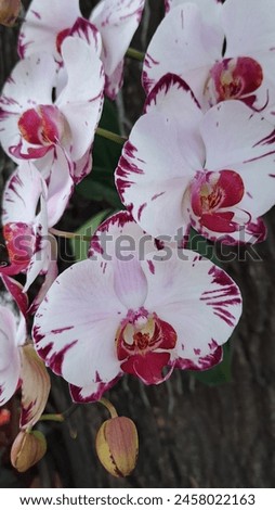 Pink Mixed White Phalaenopsis Flowers Blooming in the Garden