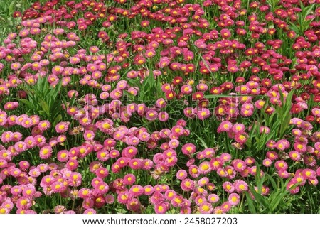 pink flower blooming garden field magenta daisy background