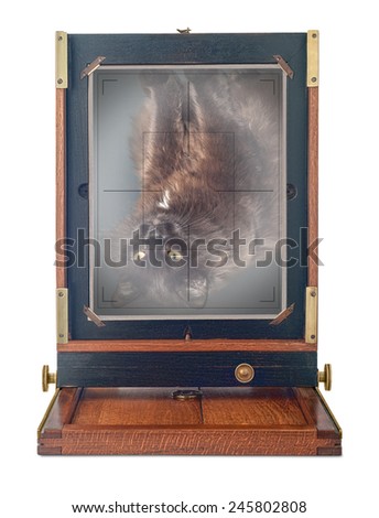 Vintage, wood and brass camera, viewed from behind, isolated on white. Old fashioned tomcat Benjamin caught in selfie action. Image appears upside down and reversed on ground-glass focusing screen.