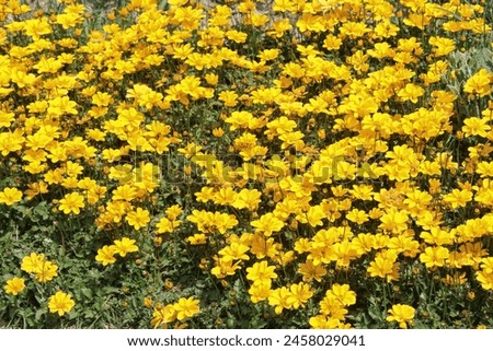 yellow blooming flower garden full frame backdrop