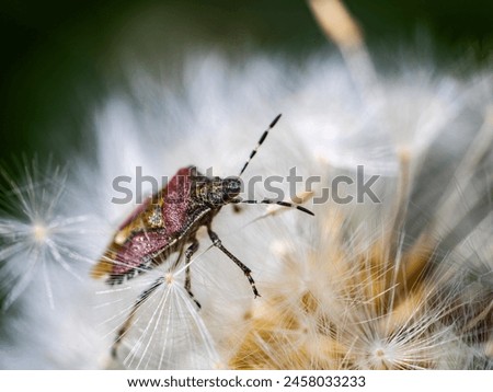 small bug on a dandelion