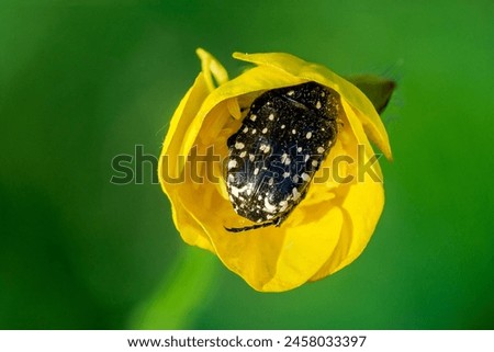 White spotted rose beetle hides in a bulbous buttercup flower Royalty-Free Stock Photo #2458033397