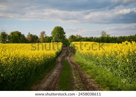 A road among blooming canola fields in the countryside
