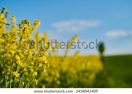 A contrasting border between fields of green grain and fully blooming rapeseed