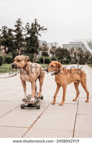 Pitbull dog rides a skateboard with a friend