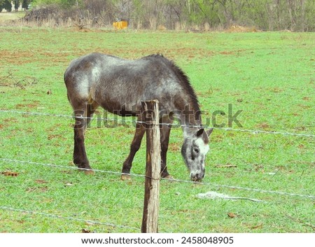 a picture of a horse grazing