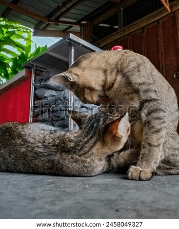 Mother cat breastfeeding her kitten