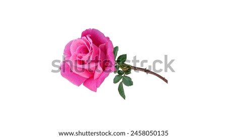 
The pink rose, with its delicate petals painted in shades ranging from soft blush to vibrant magenta, is a symbol of grace, admiration, and appreciation. Each velvety petal unfolds with an elegance 