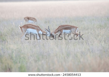 Two Blackbucks in a mock combat in the grasslands inside Blackbuck Sanctury in Tal Chappar, Rajasthan during a wildlife safari