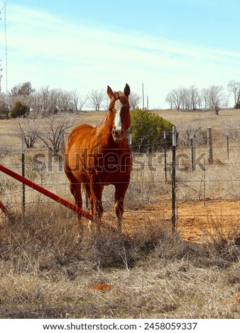 a picture of a horse