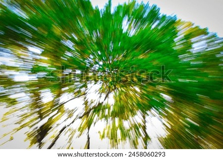 Abstract photography with blurred background of green tree branches with foliage in contrasting colors, shapes and lines