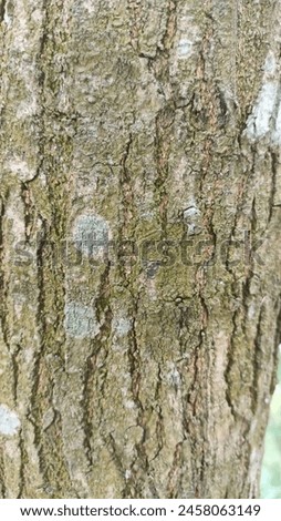 Free Photo cracked bark on old trunk of lime tree close up Pro Photo