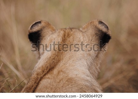 A subadult lioness in Masai Mara. This is a photo of lioness head showing the marking on the ear and ear tips. 