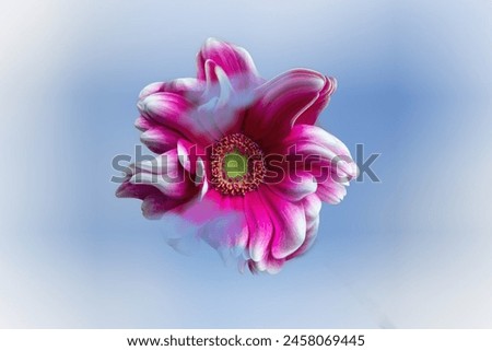 Creative floral design. Pink gerbera flower in the sky surrounded bei tender clouds. Joyful floral composite.