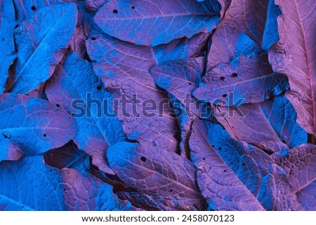 Natural pattern leaves in neon colors on a dark background. Plants Photo Banner design.