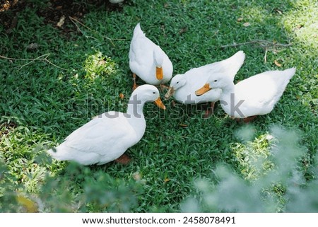 group of call ducks pet in the garden, cute duck aquatic birds on green grass field top view Royalty-Free Stock Photo #2458078491