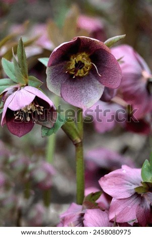 purple flowers of Hellerobus plants   - Ranunculaceae family close up Royalty-Free Stock Photo #2458080975