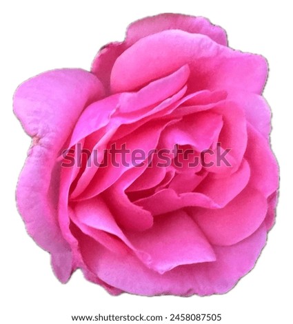 Damask Pink Rose flower (Rosa damascena) isolated on white background. Rose petals are especially used in making rose oil perfume.