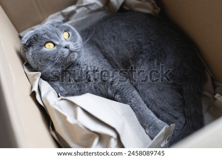 Gray Scottish Fold cat lying in a cardboard box, looking upwards with bright yellow eyes