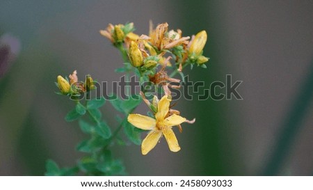 St. John's wort (Hypericum) is a popular perennial with yellow flowers in the Bad Zwesten spa park